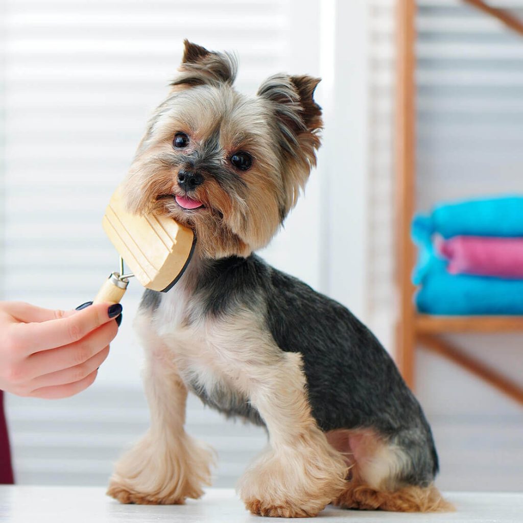 Pet Care & Grooming