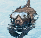 Pet Dog Goggles UV Protection