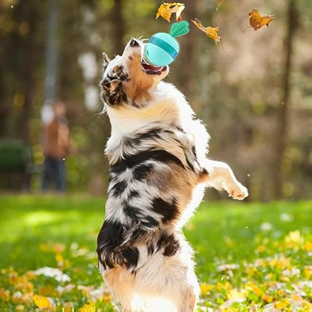 Interactive Puzzle Toys for Happy Dogs