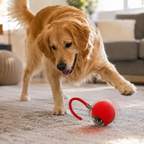 Smart Automatic Interactive Dog Ball