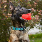 Dog Teething Chew Toy