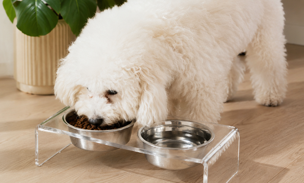 Elevated Acrylic Pet Feeding Station